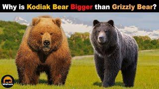 This Is Why The Kodiak Bears Are Bigger Than The Grizzly Bears