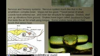 Vertebrate Diversity: Reptiles