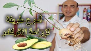 زراعة بذور الافوكادو في المنزل