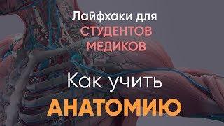 Лафхаки для студентов медиков | 1 курс | Как лучше учить анатомию | 5 советов