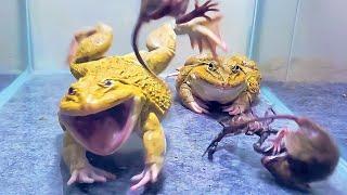 Giant Bullfrog Eats Big Scorpion And Mouse! Asian Bullfrog Live Feeding