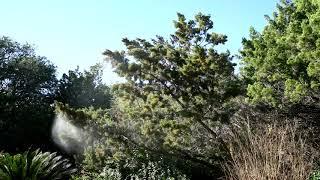 Exploding Mountain Cedar Tree