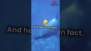 "Secrets of the Ocean: 5 Amazing Sea Facts! " |English| Hidden Sight #facts #fact #sea #travel