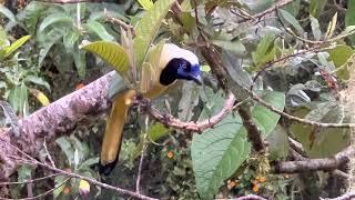 Ecuador - Inca Jay or Green Jay 綠藍鴉(印加鴉)