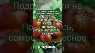 Секреты ТОЛСТОЙ Рассады. Комплекс мер #дача #садоводничество #сад #garden #огород #обзордачи