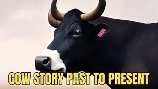 Cows Ancient Lineage Story: 20M Years of Evolution | Wildlife Cow Documentary - Nature