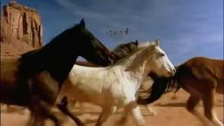 Horses Neighing - Horse Sounds - Horses Galloping