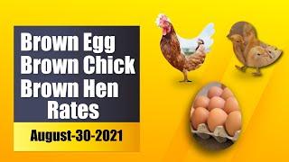 Today Brown Chick Brown Egg & Brown Layer rates in Pakistan | Poultry Baba |30-Aug-2021|