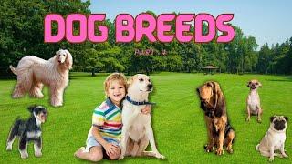 Paws Barks and Beyond | Popular Dog Breeds – Part 4| Animals | Learning for Kids!..