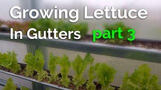 Removing Plants from Gutter - Part 3