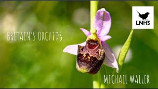 Britain's Orchids