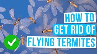 How to GET RID OF FLYING TERMITES in house