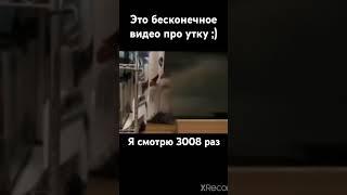 Бесконечное видео про утку ) #утка #рекомендации #funny #shortvideo #shorts #memes #meme #мем