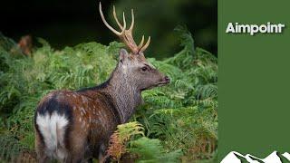 Hunting massive gold-medal sika stags