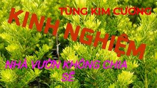 KINH NGHIỆM KHÔNG AI CHIA SẼ VỀ TÙNG KIM CƯƠNG