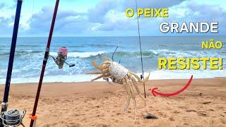 PESCA de PRAIA com ISCA NATURAL, capturando PEIXE GRANDE e Fritando na Hora! CATCH AND COOK.