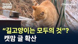 “길고양이는 모두의 것”?…캣맘 글 확산 / 채널A / 뉴스A 라이브