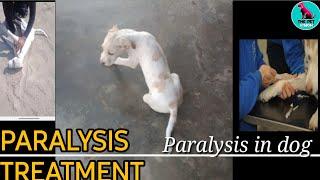 paralysis symptoms in dog || treatment || paralysed puppy treatment || By. THE PET VISION