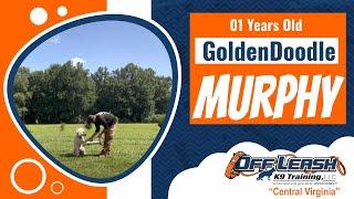 1yo GoldenDoodle (Murphy) | Richmond Dog Training