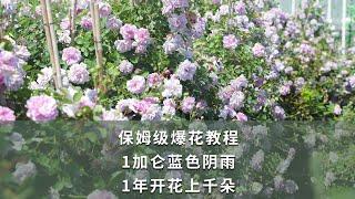 【海媽園藝課堂97】保姆級爆花教程，一加侖藍色陰雨，1年半開花上千朵 | chinese rose