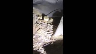 Chattanooga Home Inspector Intense moment VS an anaconda! | (423) 284-1510  | Call Us!