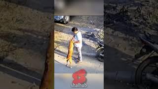 He Trusted the Dog… Big Mistake ‼️