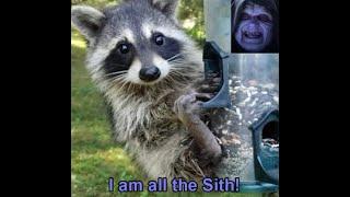 Innocent looking raccoon is all the Sith