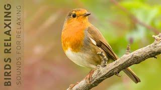 Relaxing Bird Sounds - Forest Birdsong Nature Sounds, The Best Birdsong, Singing Bird Ambience