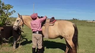 Como ensillar un caballo de nuestra zona - WWW.LOSEQUINOS.COM