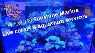 樓上舖介紹 Sunshine MarineLive corals & aquarium services