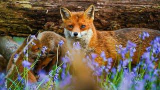 Wildlife and Humans Living Together in Cities of Wild Great Britain | Our World