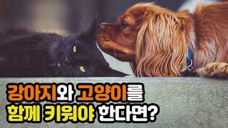 강아지와 고양이 친해지는 법 | How to make friends with dogs and cats | 냥이생각