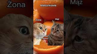 Znacie to? śmieszne koty, #memy #kota #cat #funny #śmieszne #shorts #rozmowy #relacje