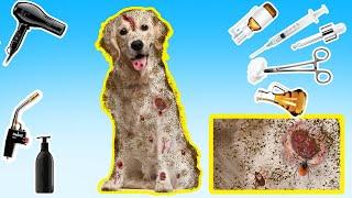 ASMR CARE: Get Rid of Bugs on Dog - Dog Bathing, Grooming and Disinfecting | Animals Care Cartoon