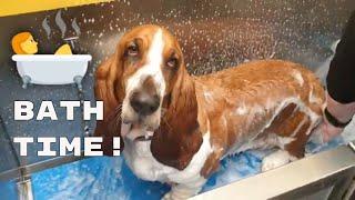 Basset Hound bath time!