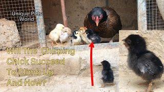 Chirping Baby Chicks | Baby Chicks Chirping | Baby Chicks Sound | Baby Chickens | aseel chick sound