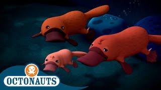 @Octonauts - The Duck-Billed Platypus | Season 3 | Full Episodes | Cartoons for Kids