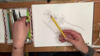 Drawing Forsythia