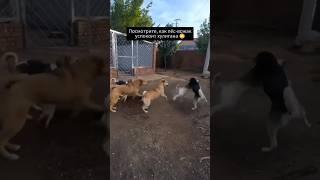 Кто он такой?Прям король собак