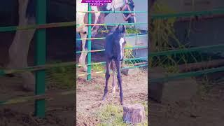 colt rupraj at rupal stud farm