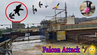 Kabootar Uraye Or Falcon Ne Attack Kr Diya 