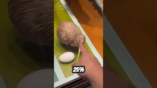 What’s the secret behind the kiwi bird’s egg
