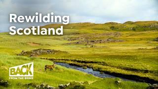 Restoring Scotland’s Wild Heart: A New Era for Wildlife | Rewilding Project