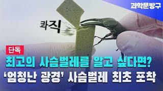 곤충을 아는 사람이라면 무조건 알아야 하는 사슴벌레!  힘이 이 정도일 줄이야.. '엄청난 광경' 사슴벌레 최초 포착 #사슴벌레#곤충#크리스마스 순록