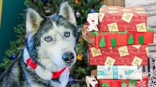 Rescued Husky Oakley's FIRST Christmas  Dogs Opening Christmas Presents