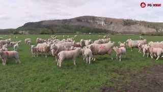 FG Insight market focus: Lamb industry