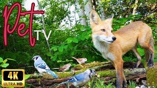 Entertain Your Cat or Dog with Pet TV | Smiling Fox Interrupts the Birds Meal-Time