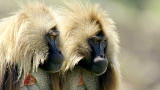 These Ethiopian Geladas Produce a Very Human-like Sound (4K)