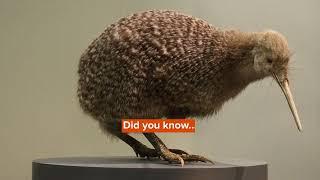 Little Spotted Kiwi: Facts You Won't Believe!