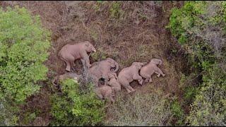 Migrating wild elephants found sleeping in a forest